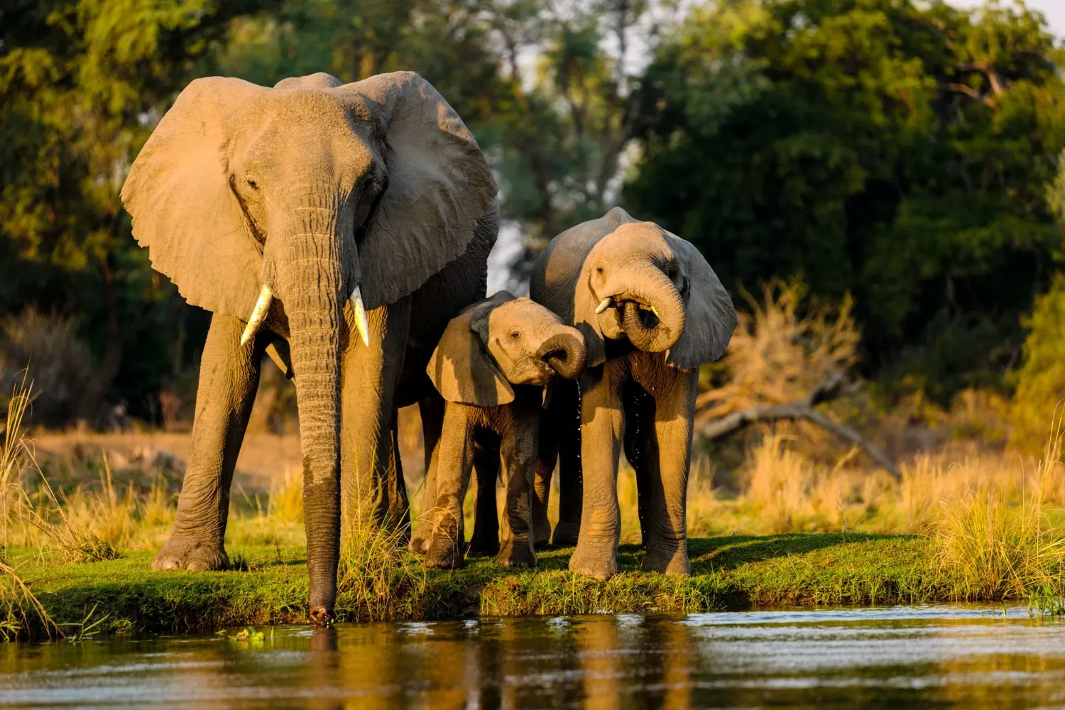 Wild Escapade: Chobe Full-Day Safari Adventure